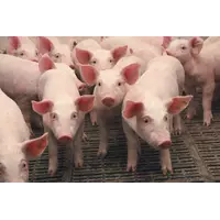 Свині живою вагою